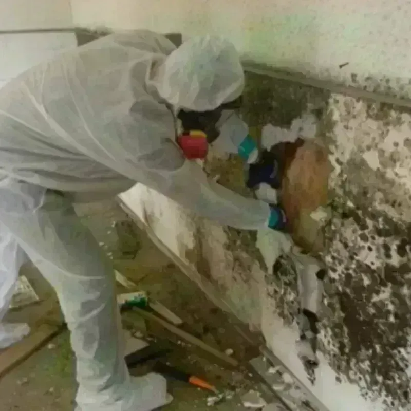 Mold Remediation and Removal in Luzerne County, PA